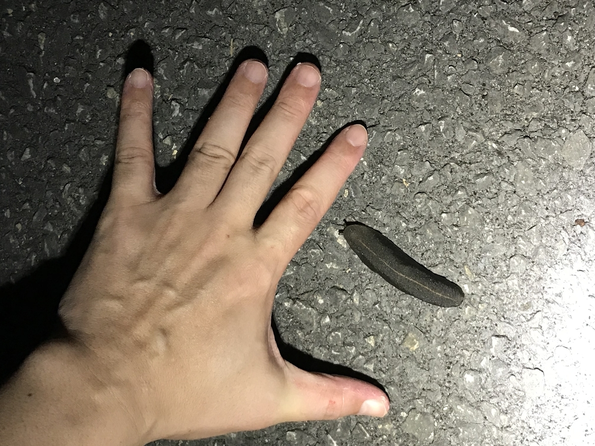 f:id:kazuyo1014:20190423032540j:plain