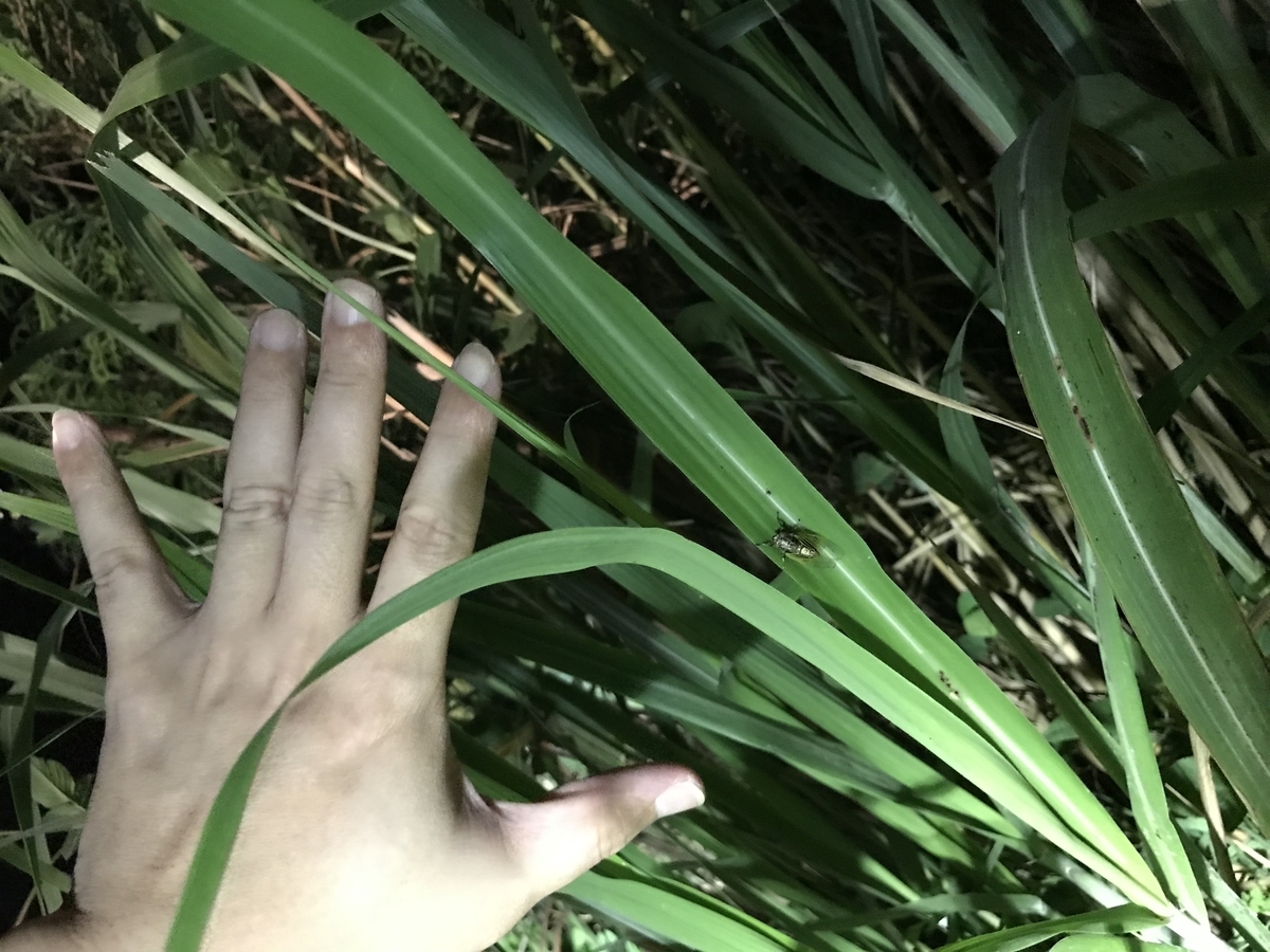 f:id:kazuyo1014:20190426234246j:plain