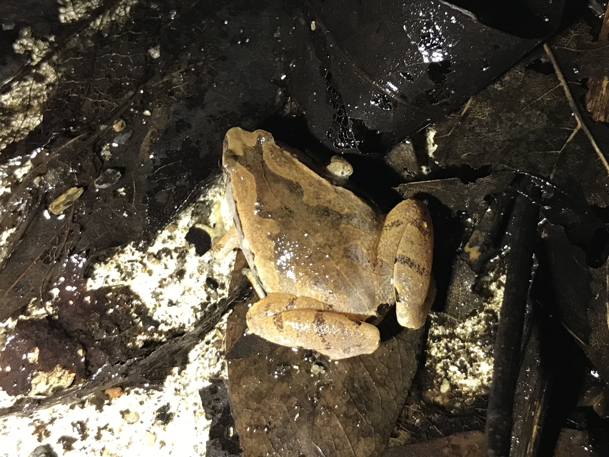 ヒメアマガエル 虫村の日記
