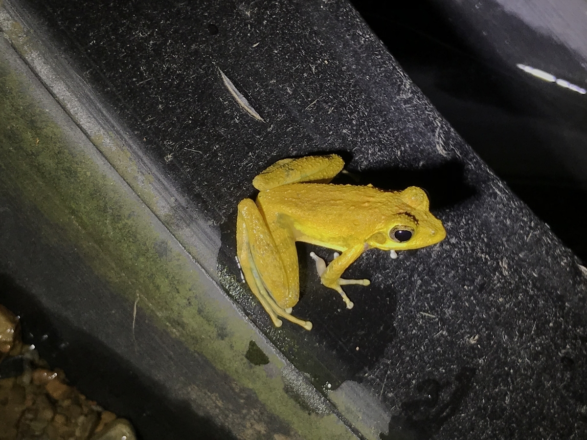 黄色いカエル リュウキュウカジカガエル 虫村の日記 黄色いカエル リュウキュウカジカガエル 虫村の日記