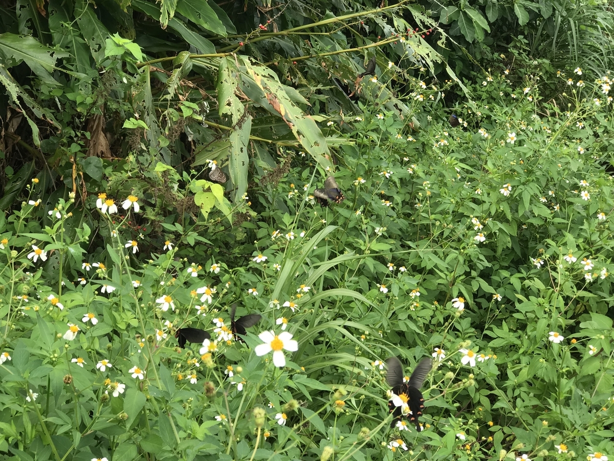 f:id:kazuyo1014:20191007095350j:plain