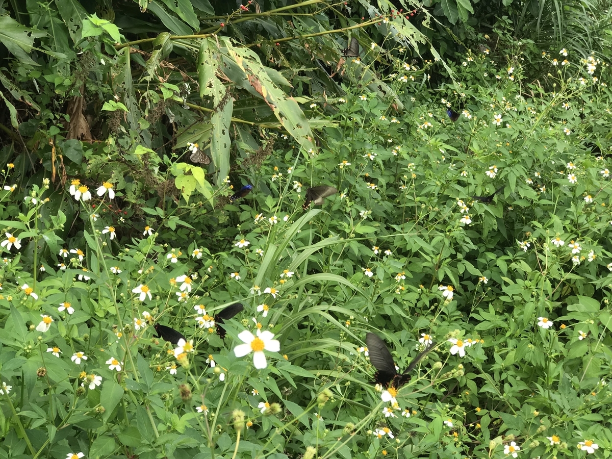 f:id:kazuyo1014:20191007095508j:plain