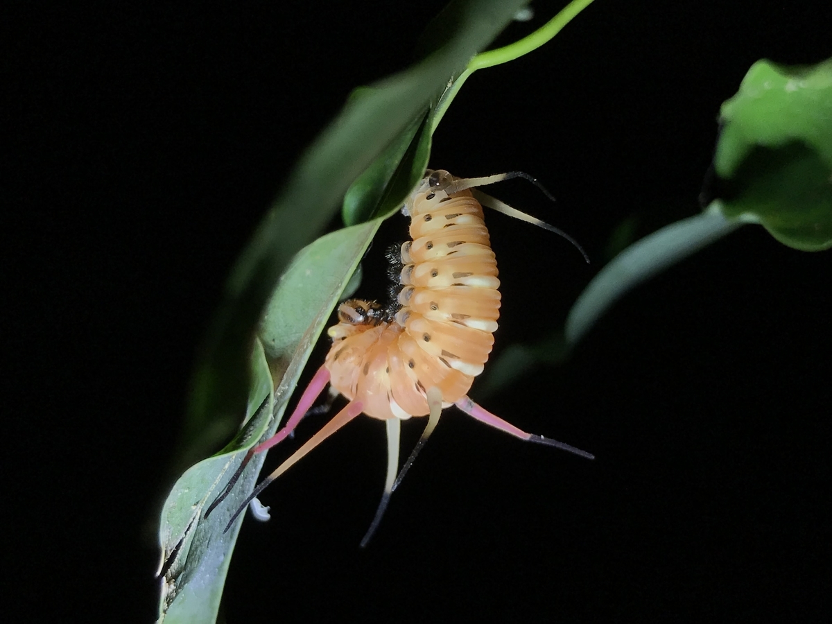 f:id:kazuyo1014:20191109223833j:plain