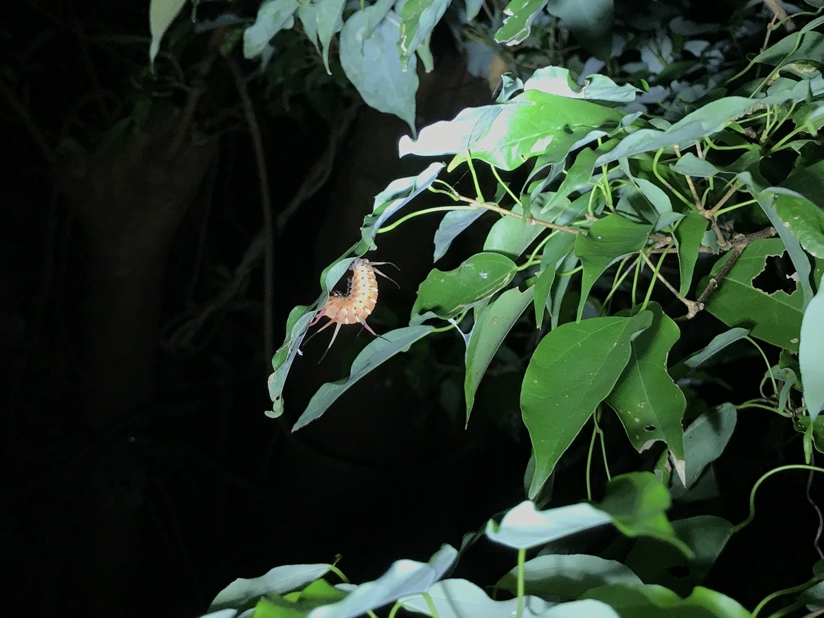 f:id:kazuyo1014:20191109223919j:plain