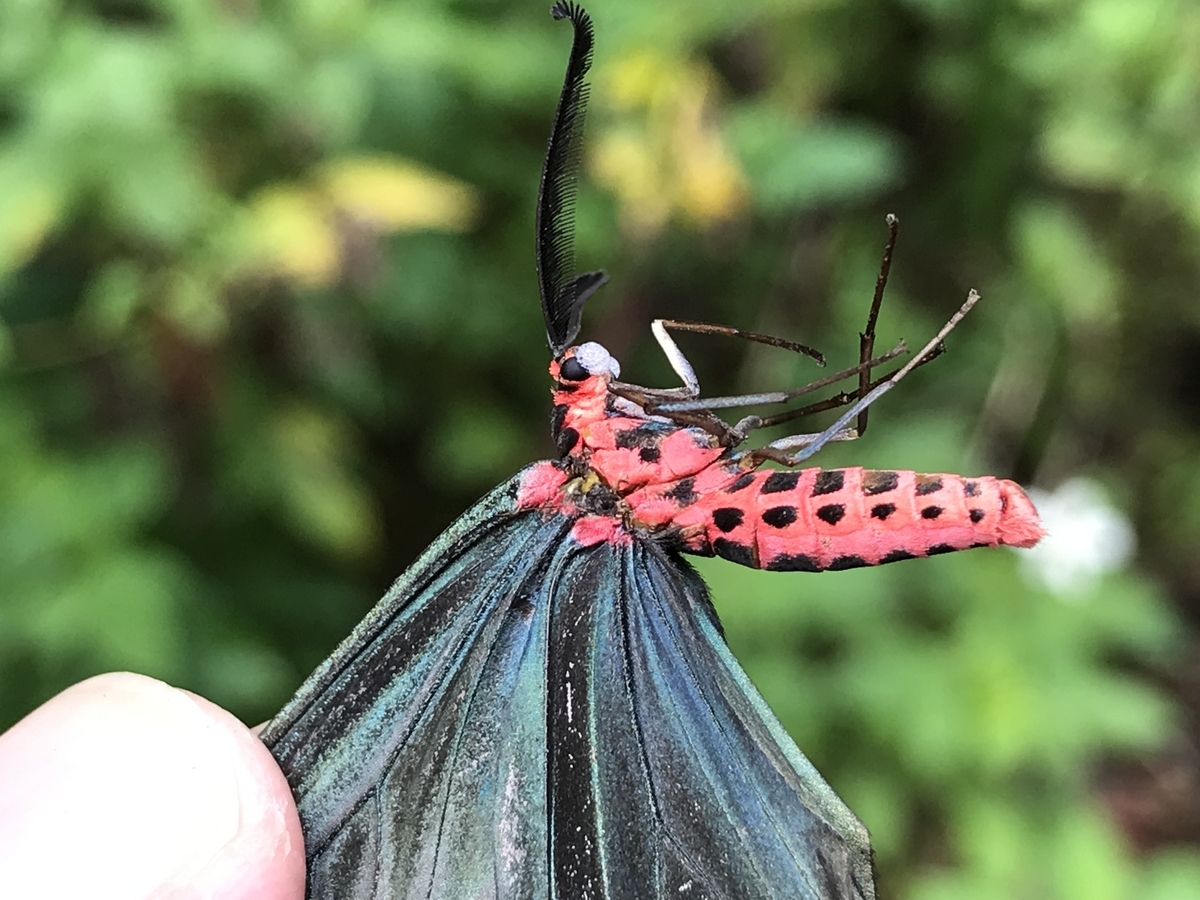 クロツバメ - 虫村の日記