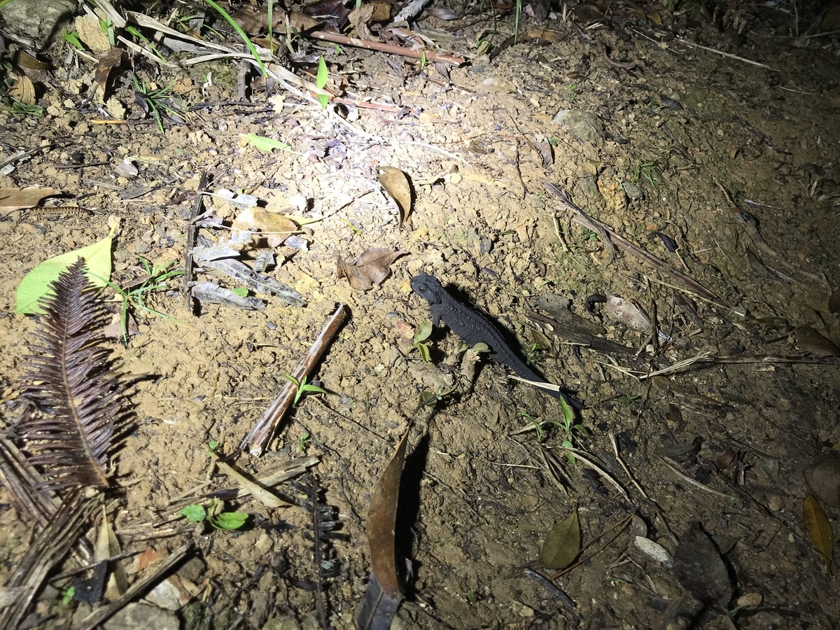 f:id:kazuyo1014:20191220133802j:plain