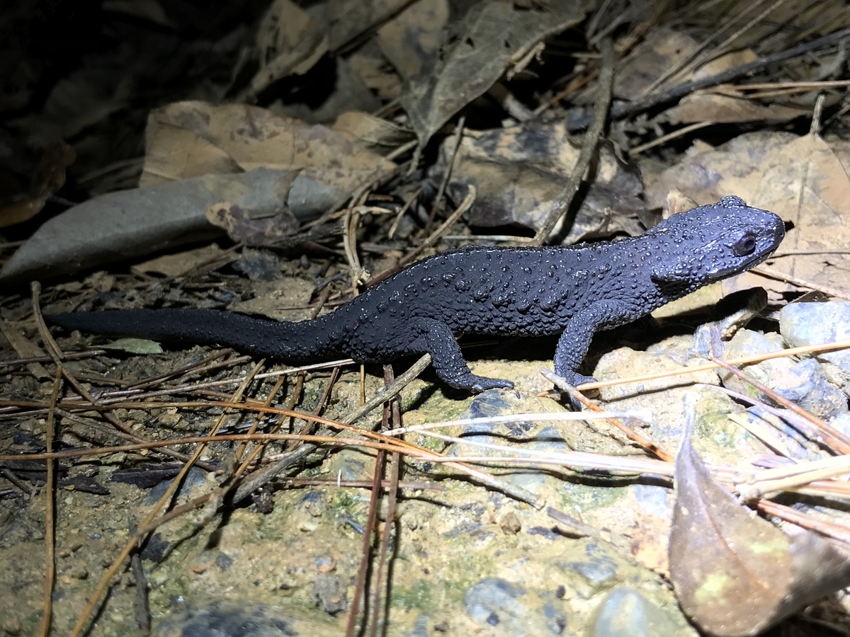 f:id:kazuyo1014:20191220135807j:plain