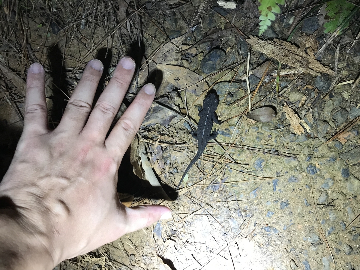 f:id:kazuyo1014:20191220135948j:plain