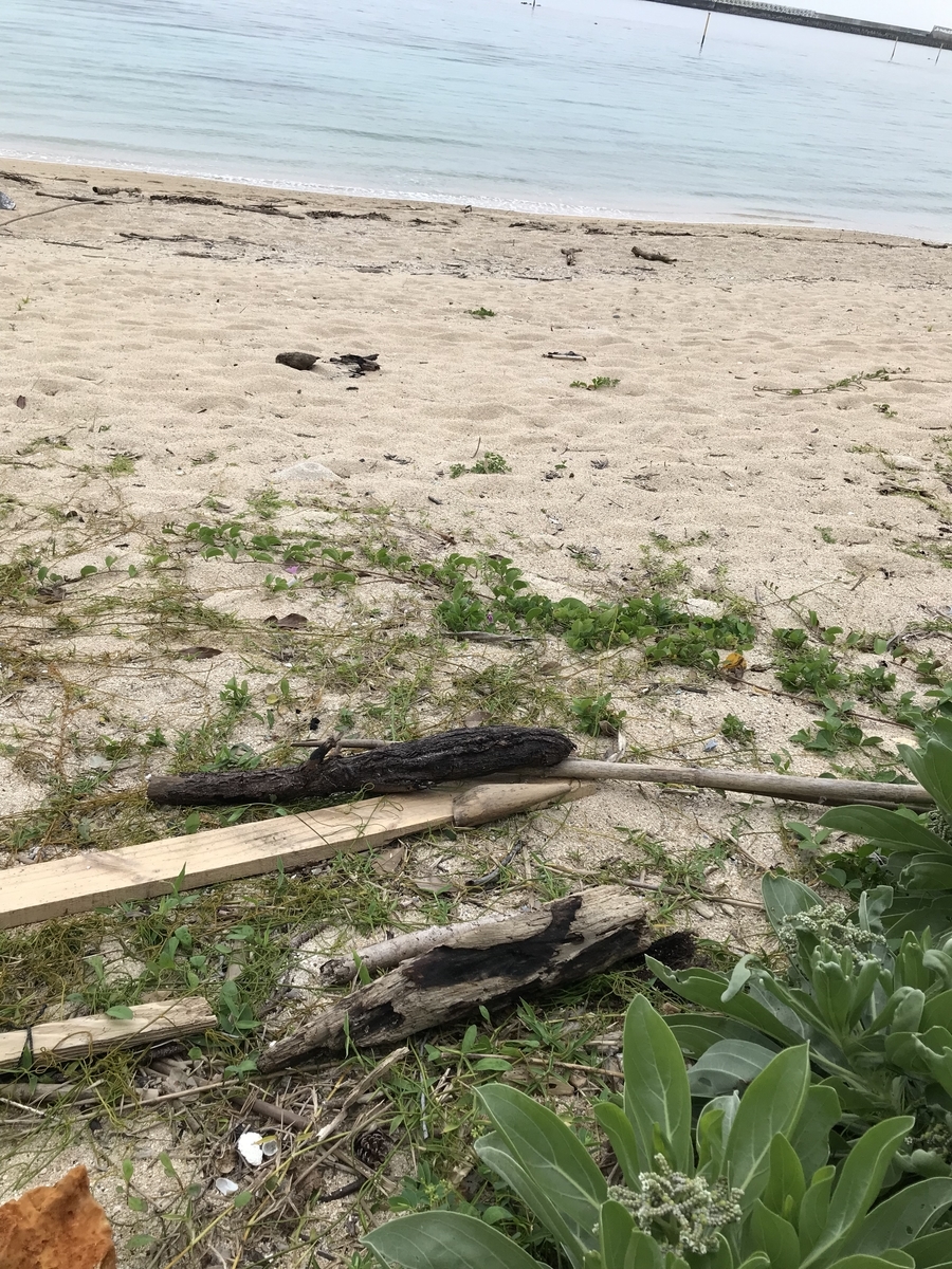 アシブトメミズムシの採集場所 年 虫村の日記