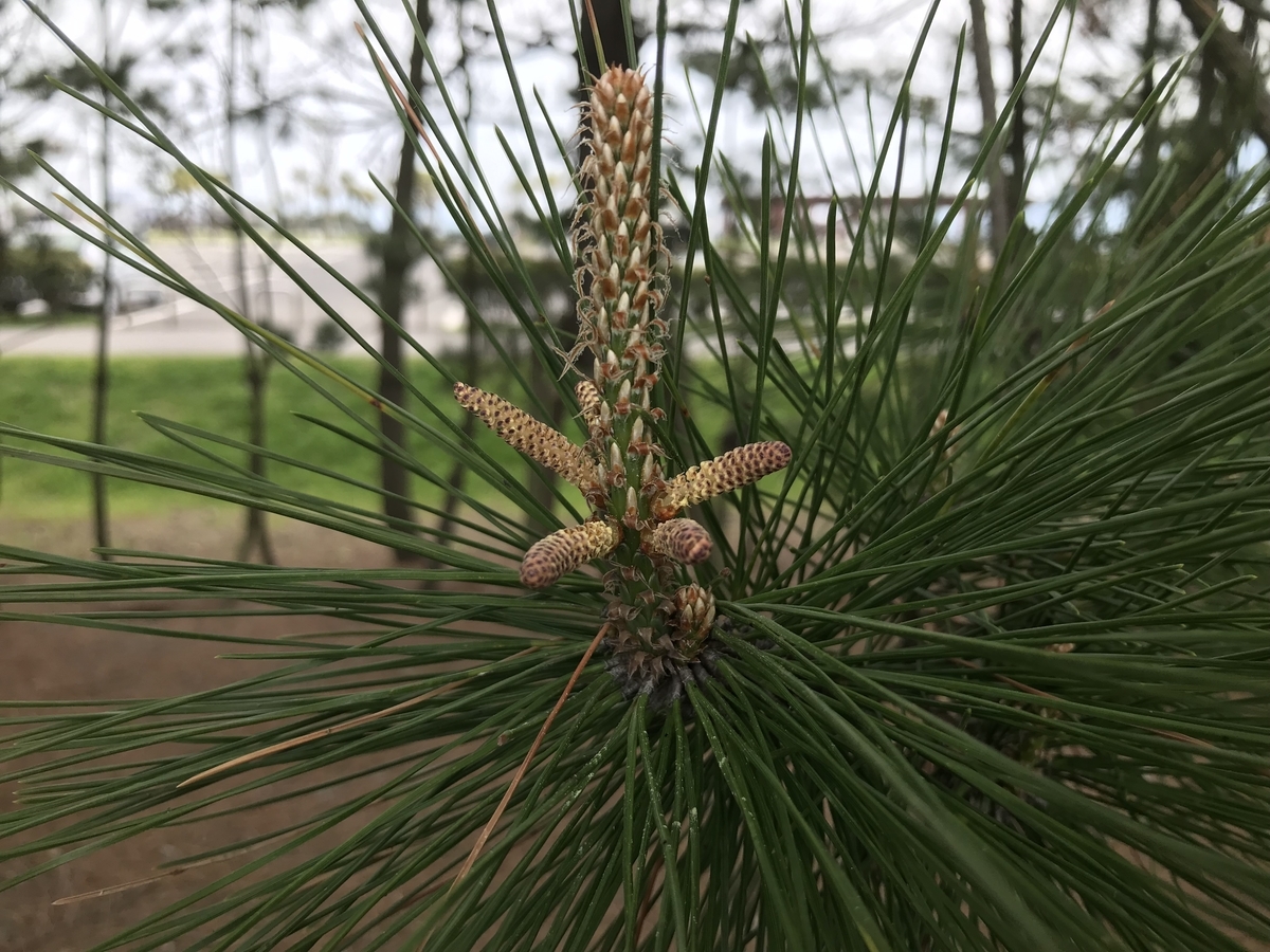 松の雄花 虫村の日記