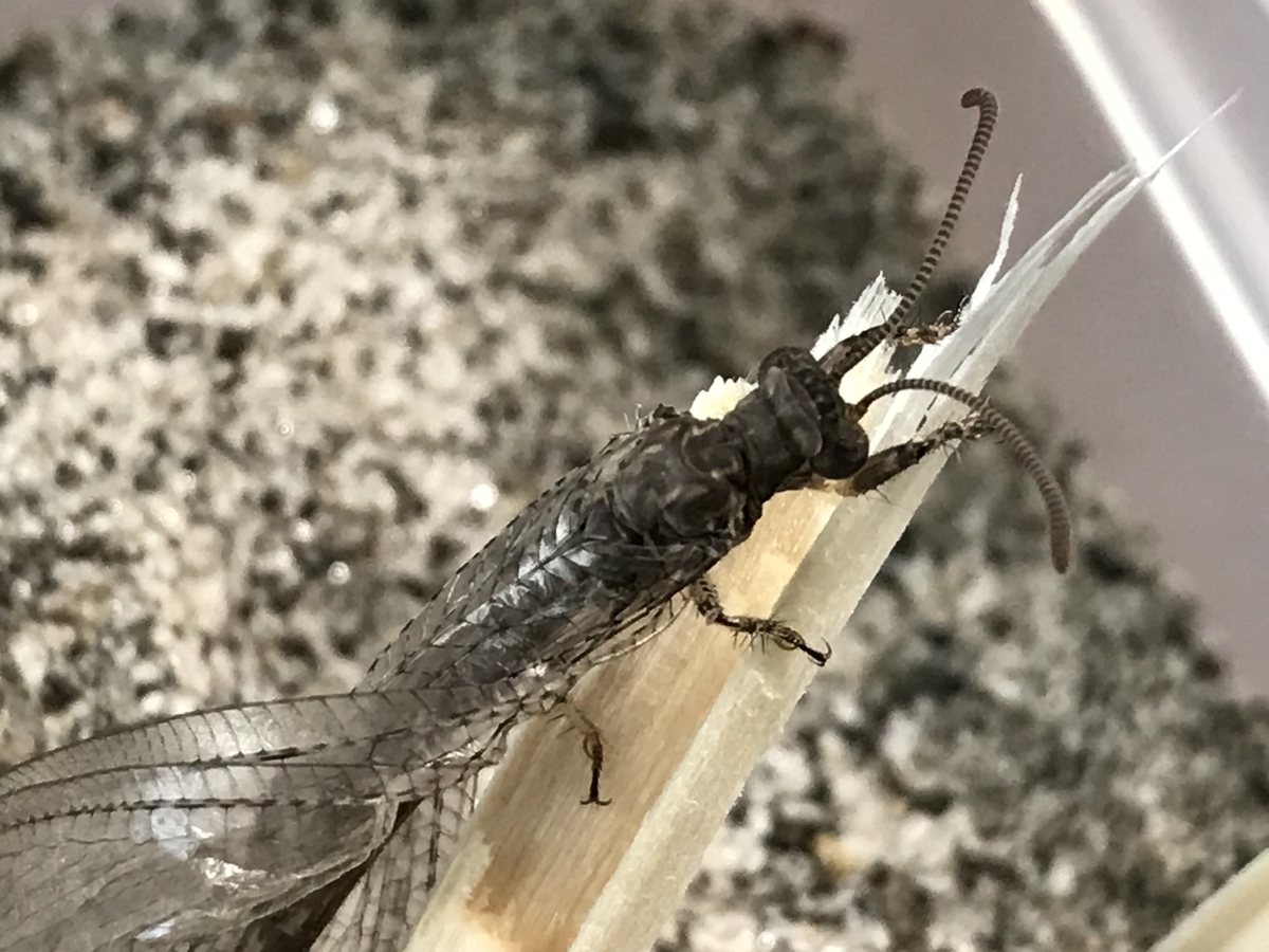 アリジゴクの羽化 虫村の日記