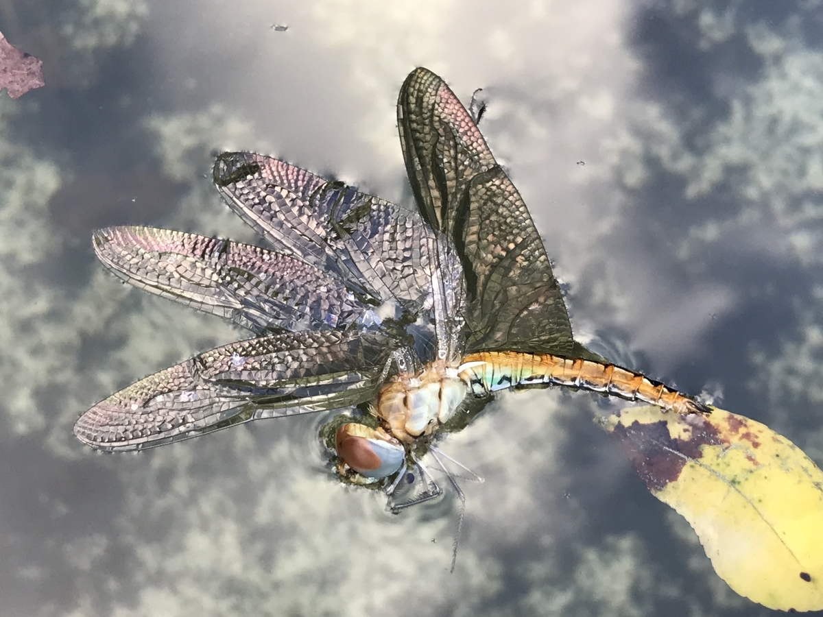 ウスバキトンボ 虫村の日記