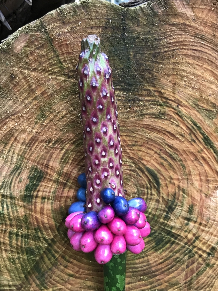 f:id:kazuyo1014:20200726052405j:plain