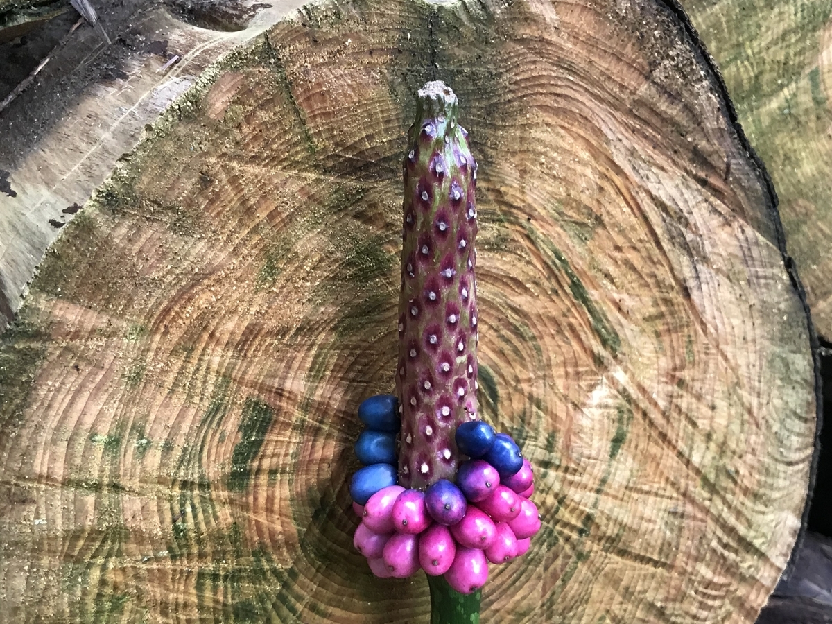 f:id:kazuyo1014:20200726052450j:plain