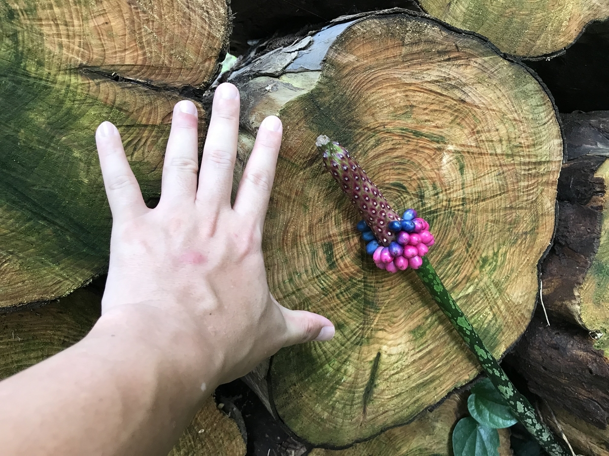 f:id:kazuyo1014:20200726052626j:plain