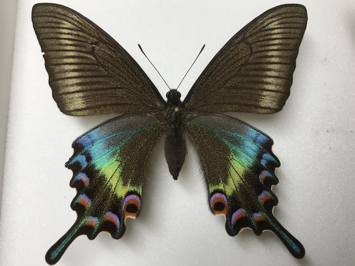 ミヤマカラスアゲハの春型メスの個体差 - 虫村の日記