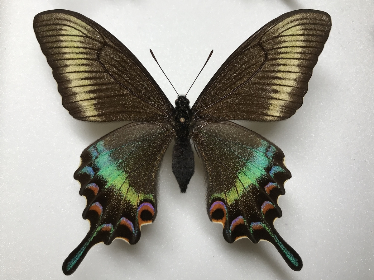 ミヤマカラスアゲハの春型メスの個体差 - 虫村の日記
