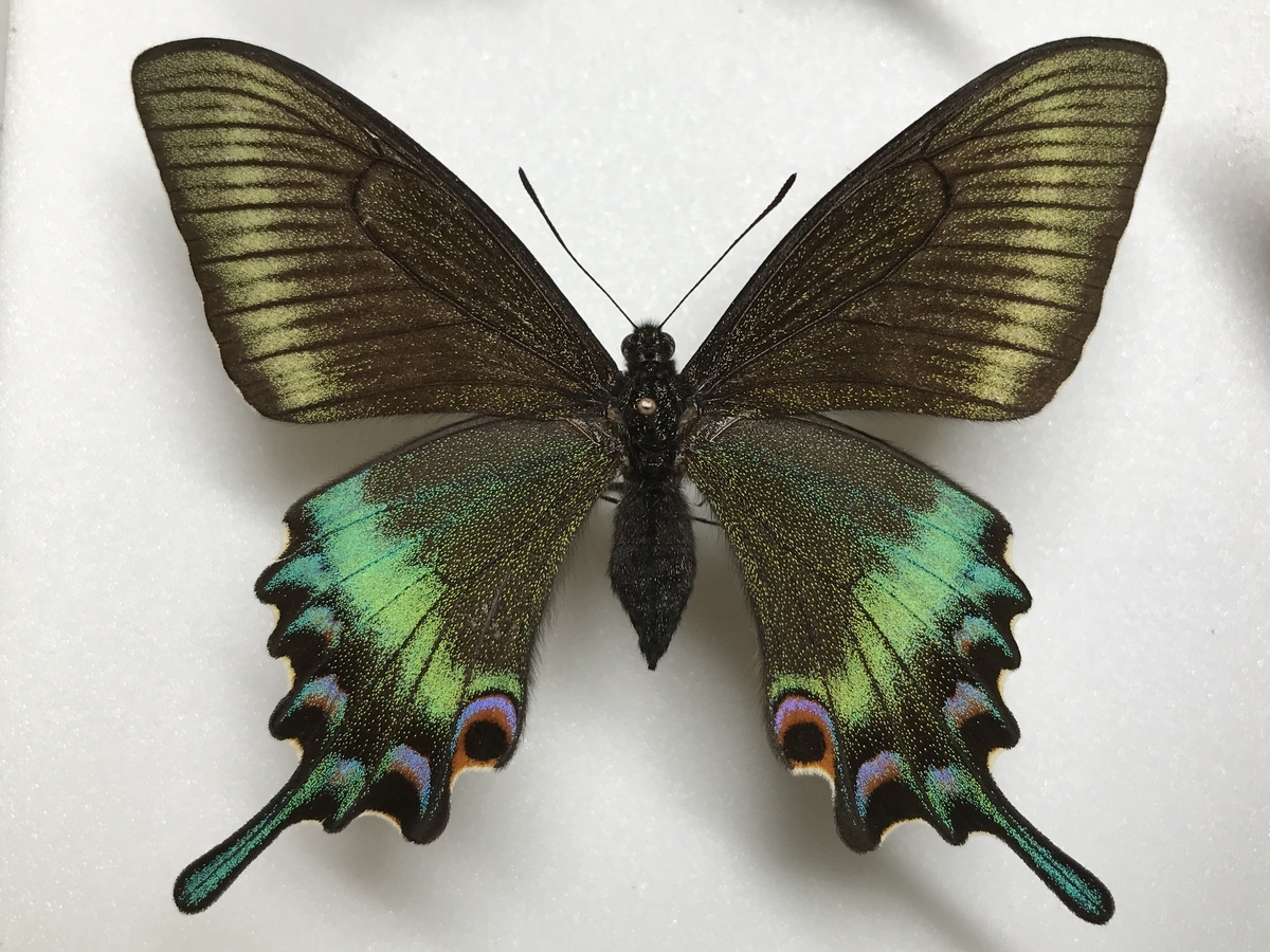 ミヤマカラスアゲハの春型メスの個体差 - 虫村の日記