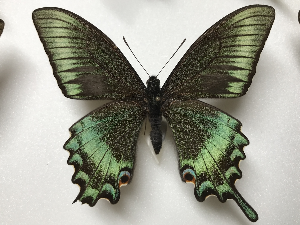 ミヤマカラスアゲハの春型オスの個体差 - 虫村の日記