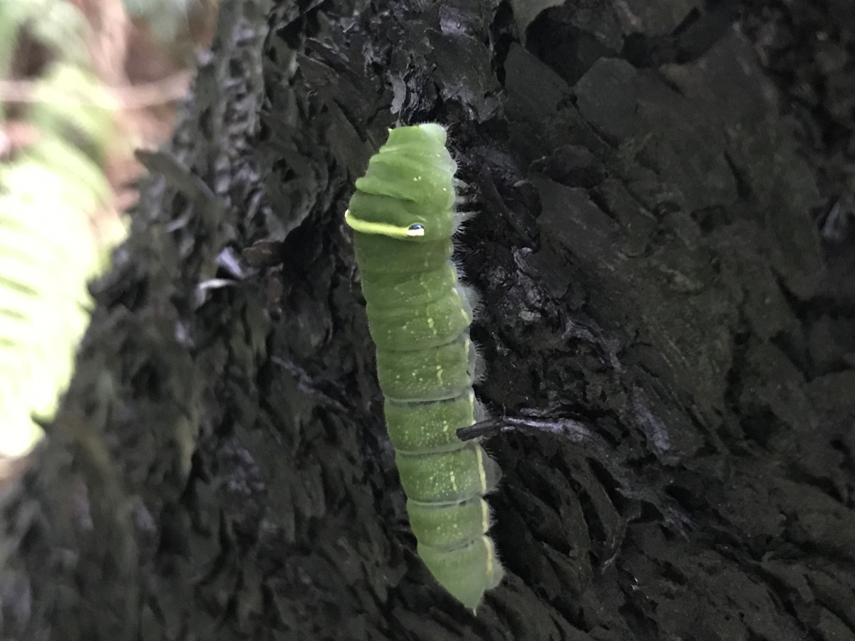桜の木にアオスジアゲハの幼虫 虫村の日記