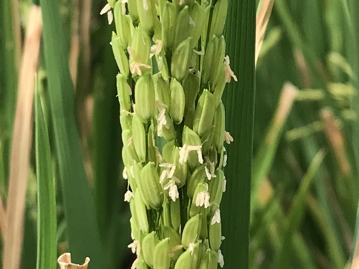 稲の花 虫村の日記