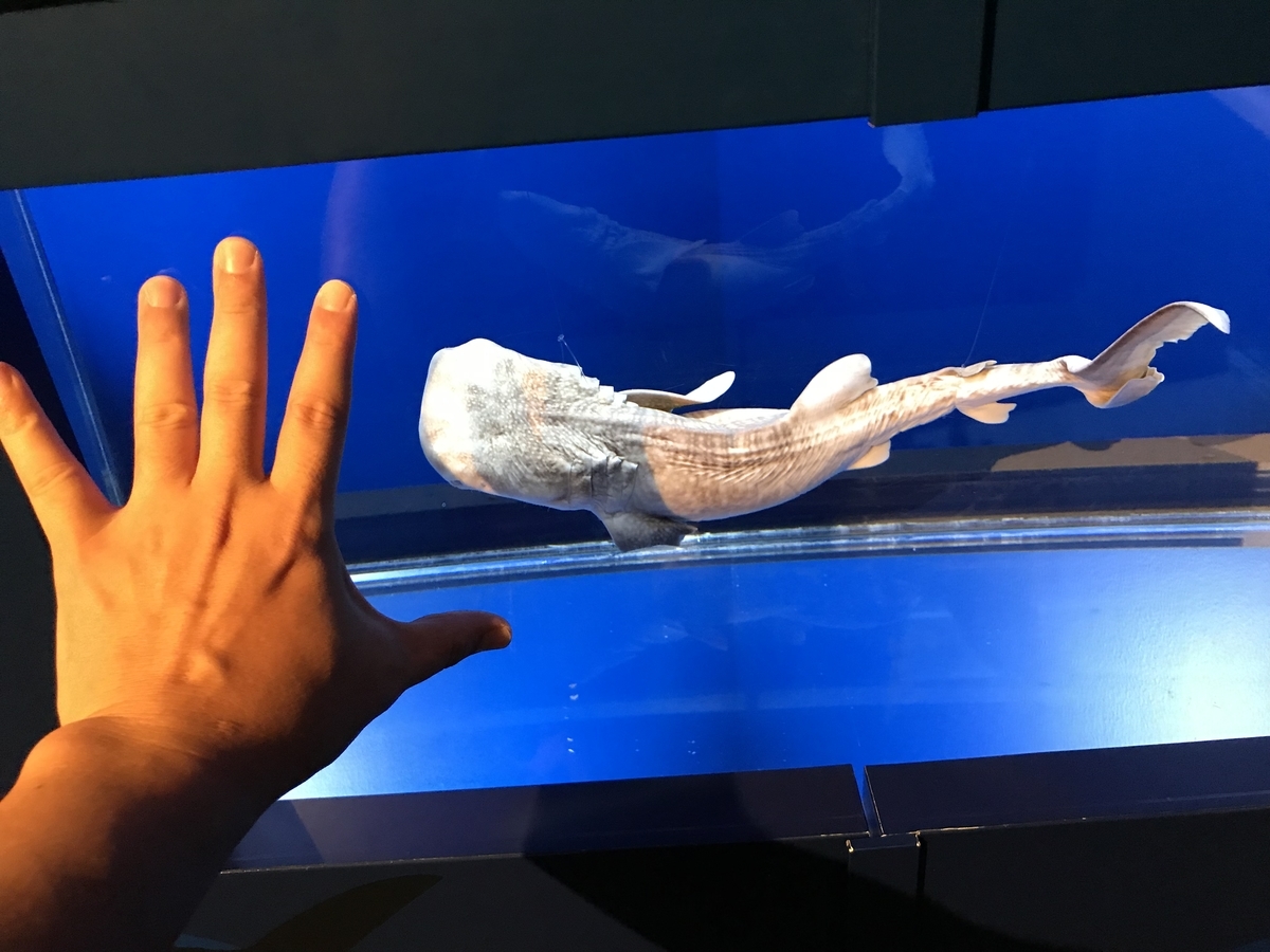 卵じゃなくて仔を産む魚 サメ 虫村の日記