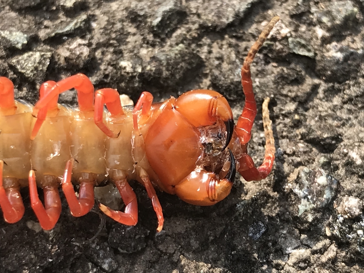 きれいに死んでいたムカデ - 虫村の日記