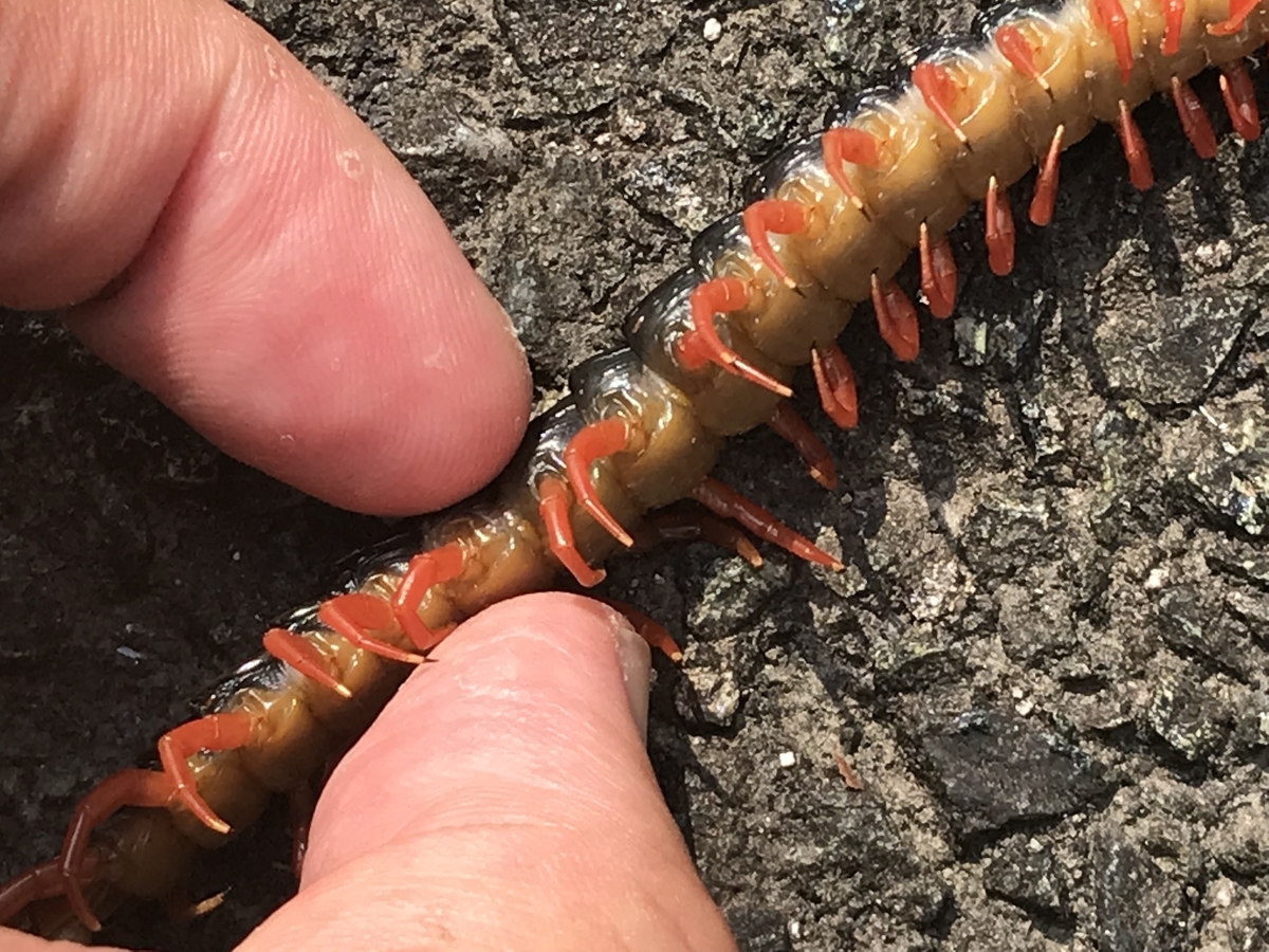 きれいに死んでいたムカデ - 虫村の日記