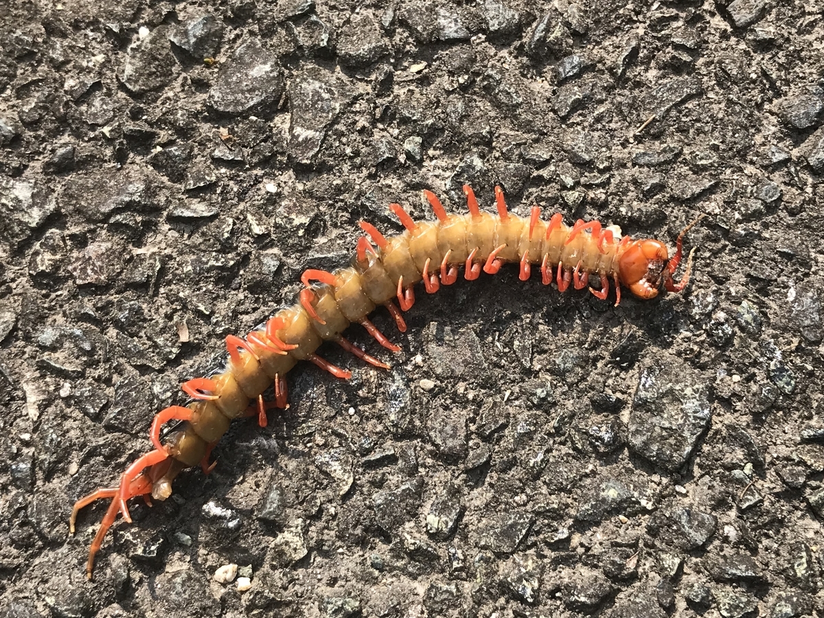 きれいに死んでいたムカデ - 虫村の日記