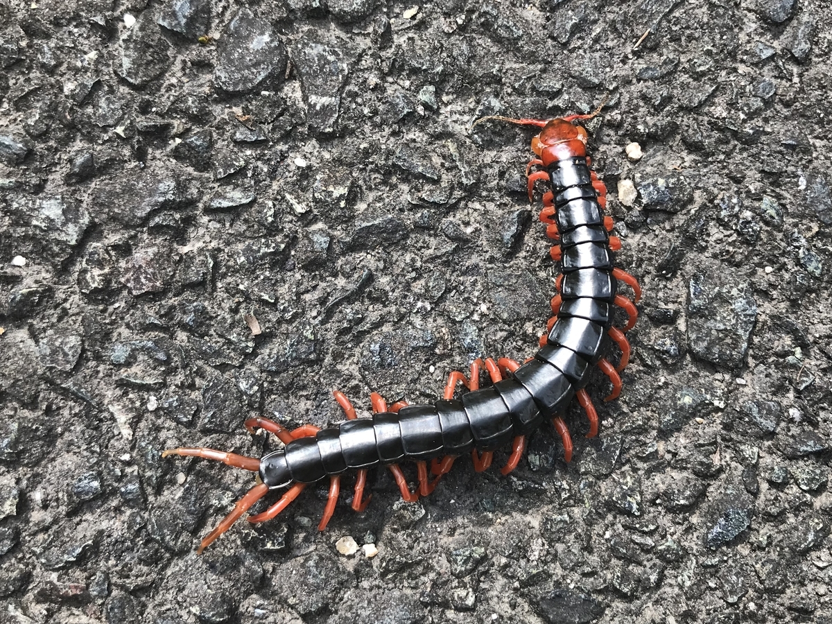 むかでページ きれいに死んでいたムカデ - 虫村の日記