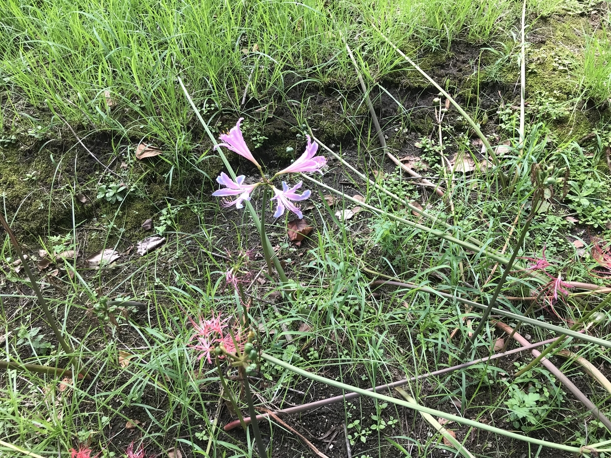 青のグラデーション ユリ - 虫村の日記