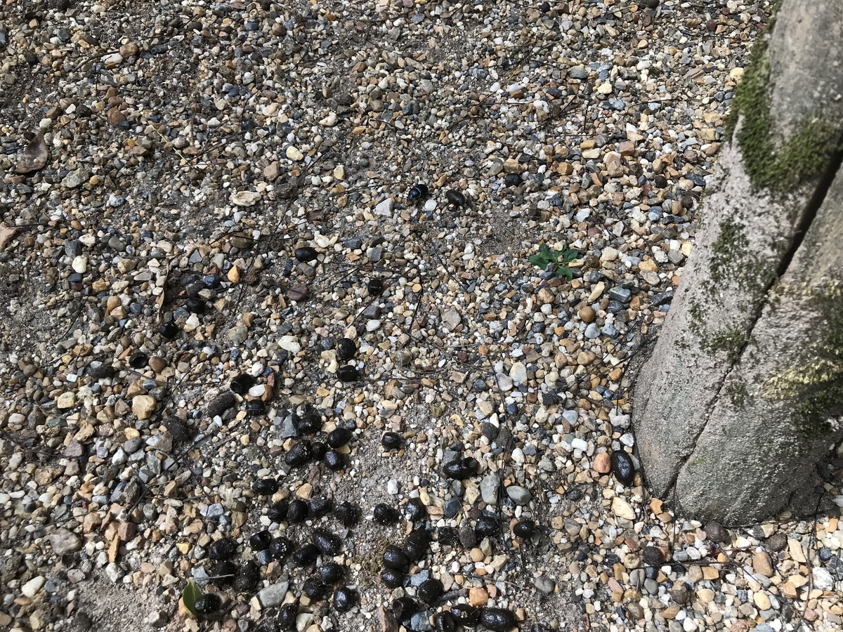 f:id:kazuyo1014:20200926124835j:plain