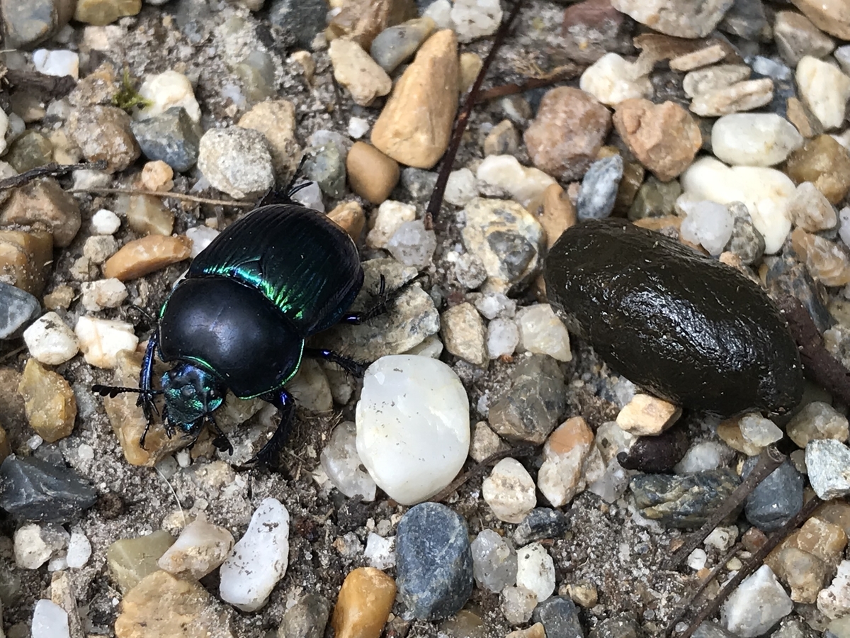 f:id:kazuyo1014:20200926125048j:plain