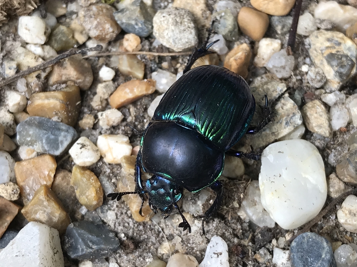 f:id:kazuyo1014:20200926125209j:plain