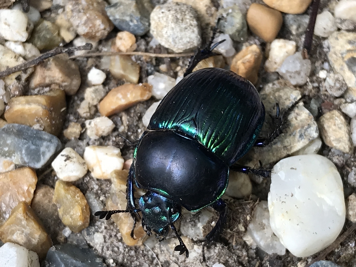 f:id:kazuyo1014:20200926125340j:plain