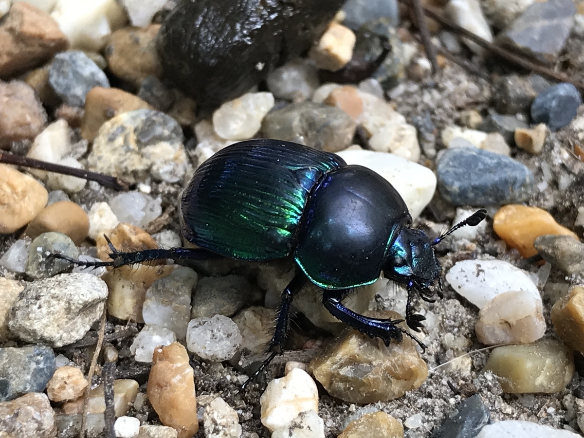 f:id:kazuyo1014:20200926125702j:plain