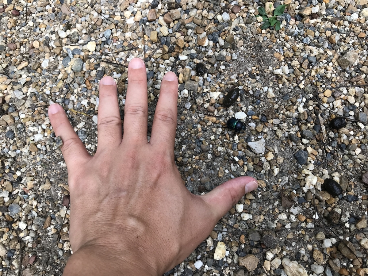 f:id:kazuyo1014:20200926125858j:plain