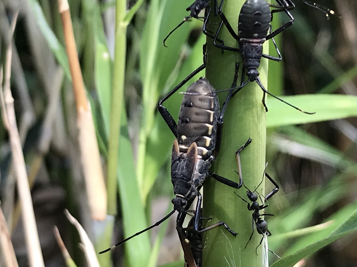 竹につくヒゲナガヘリカメムシの幼虫の群れ 虫村の日記