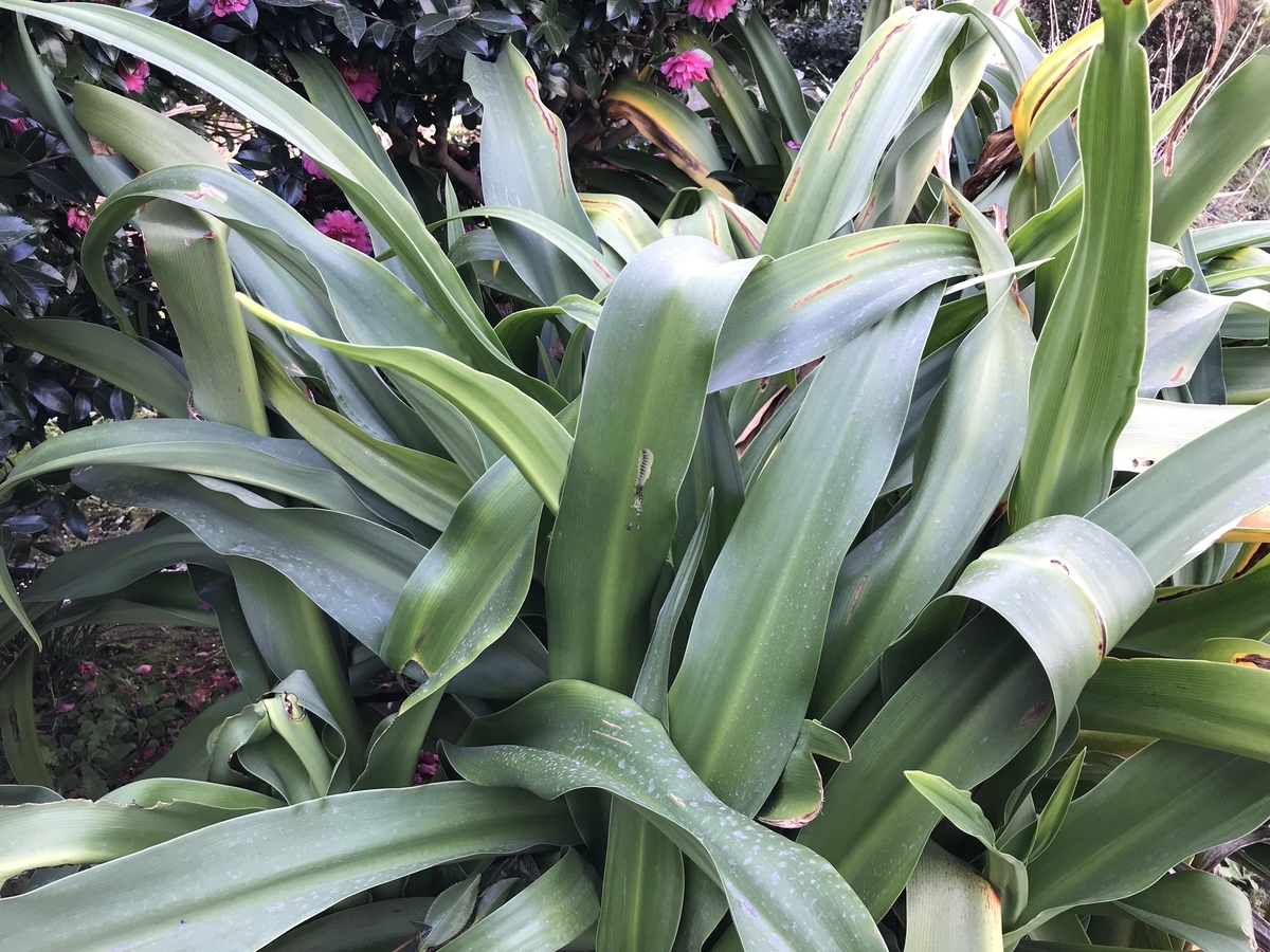 ハマユウ（ハマオモト） の葉を、潜り込んで食べるハマオモトヨトウ