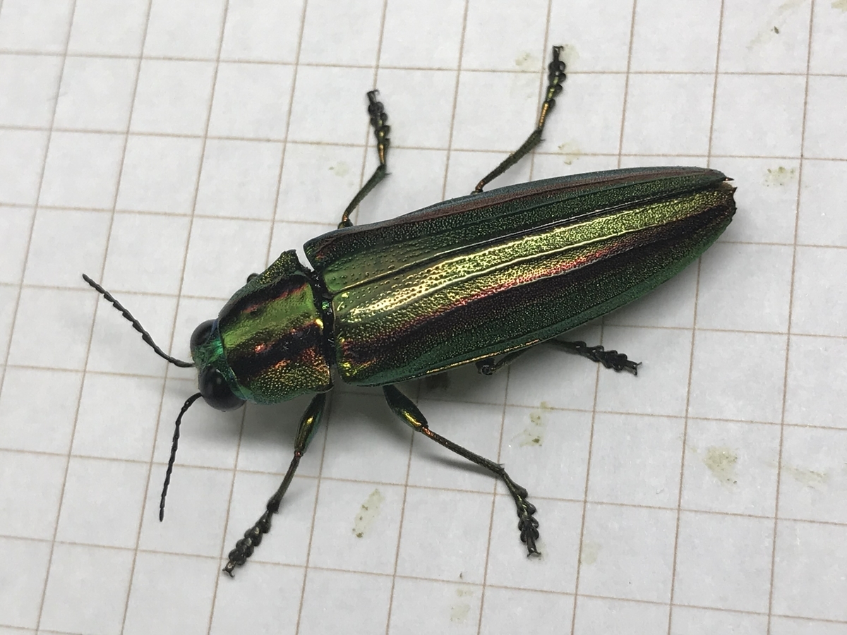 オオシマルリタマムシ - 虫村の日記