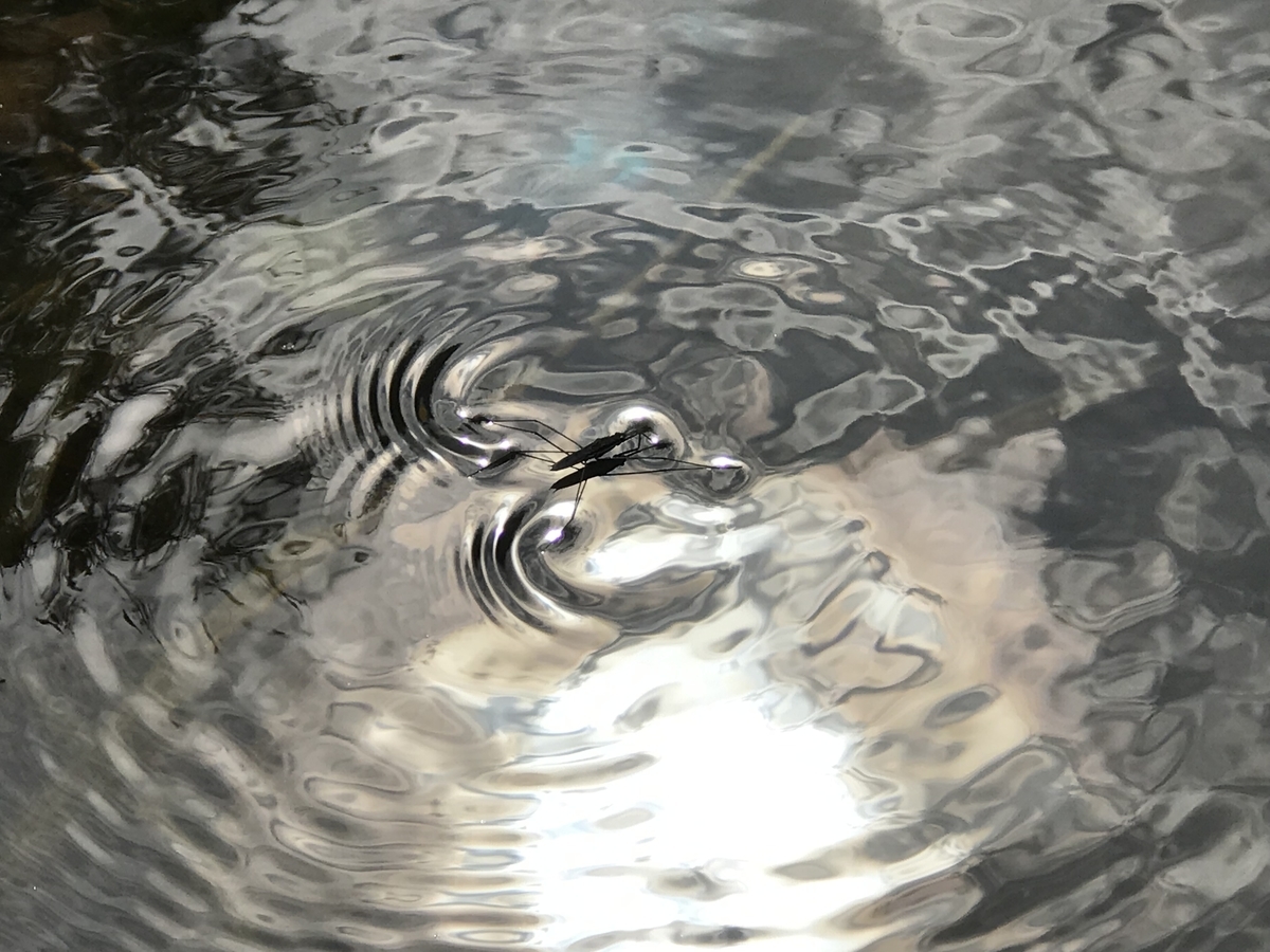 f:id:kazuyo1014:20210317201617j:plain