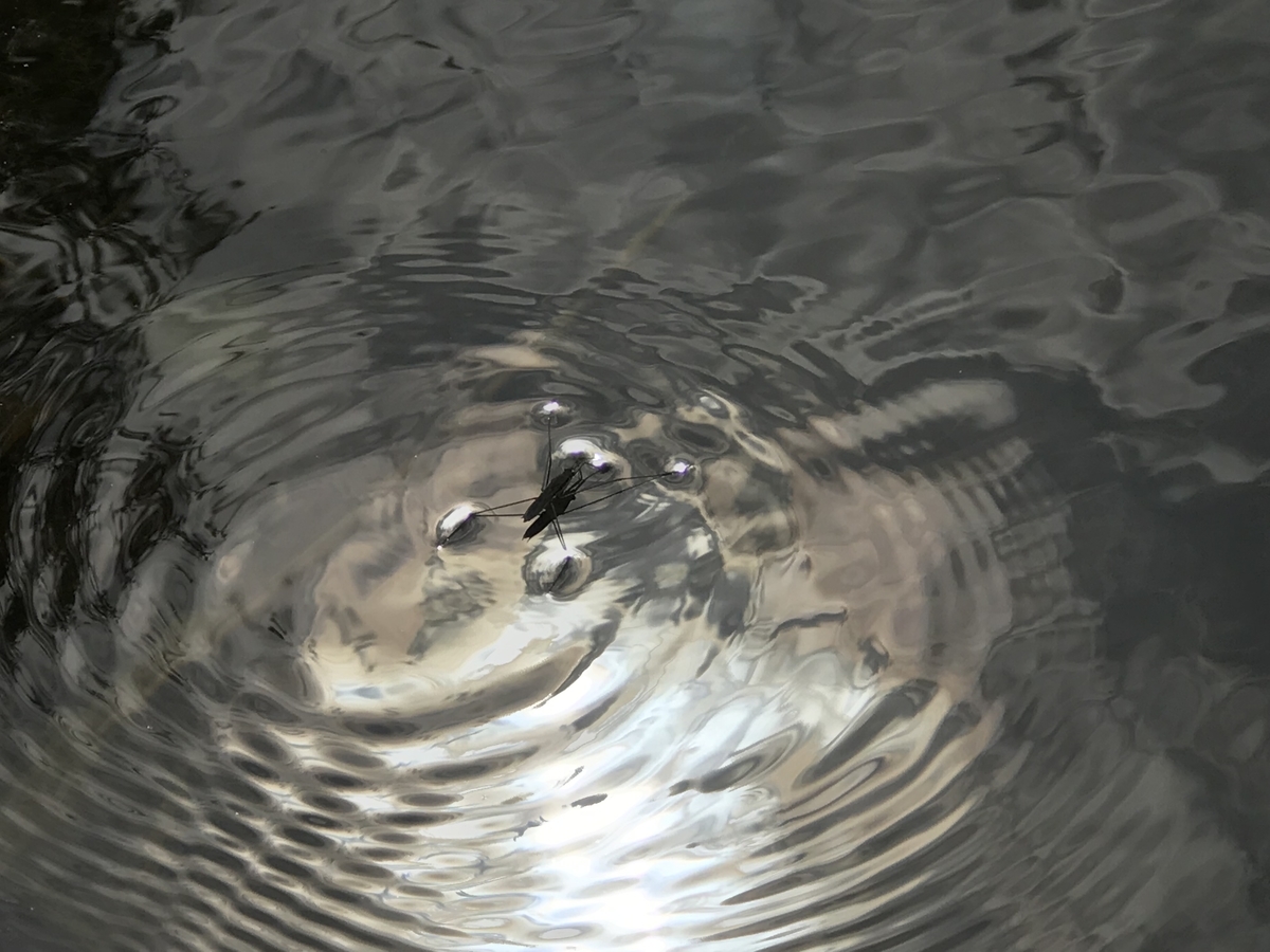 f:id:kazuyo1014:20210317201643j:plain