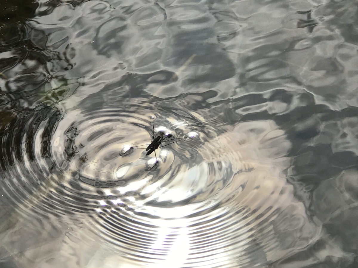 f:id:kazuyo1014:20210317201737j:plain