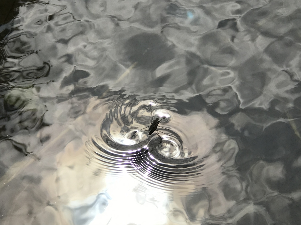 f:id:kazuyo1014:20210317201805j:plain