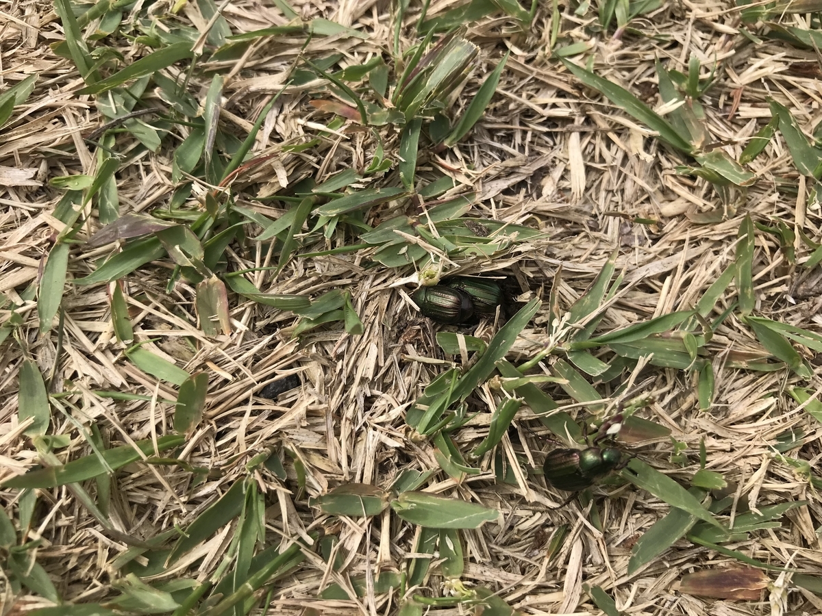 f:id:kazuyo1014:20210331171154j:plain