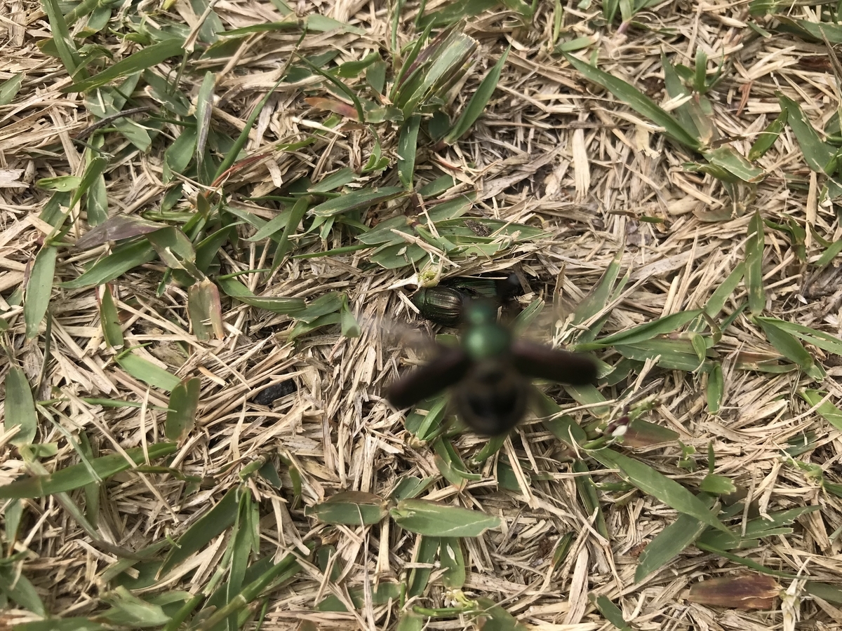 f:id:kazuyo1014:20210331171231j:plain