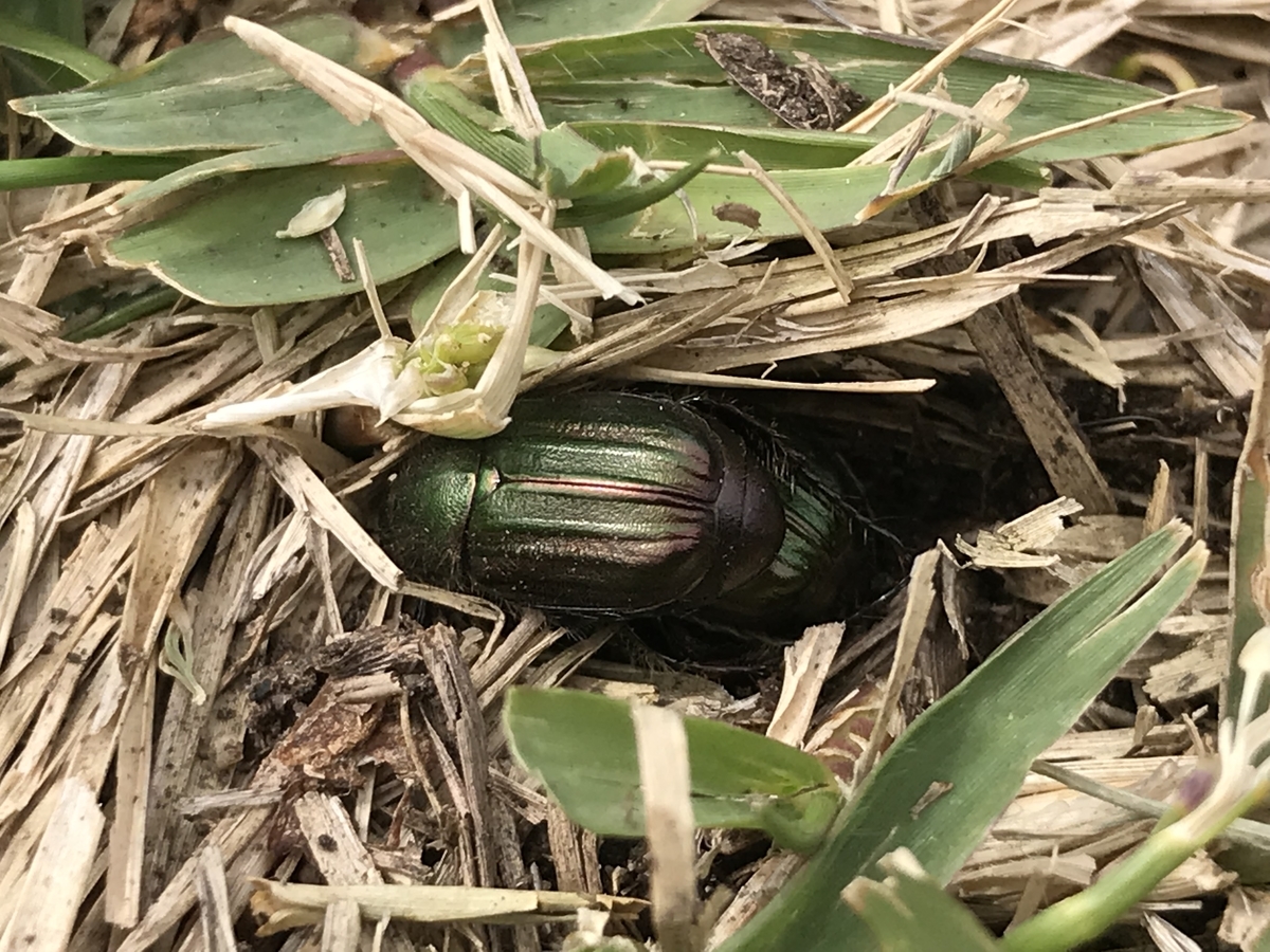 f:id:kazuyo1014:20210331171320j:plain