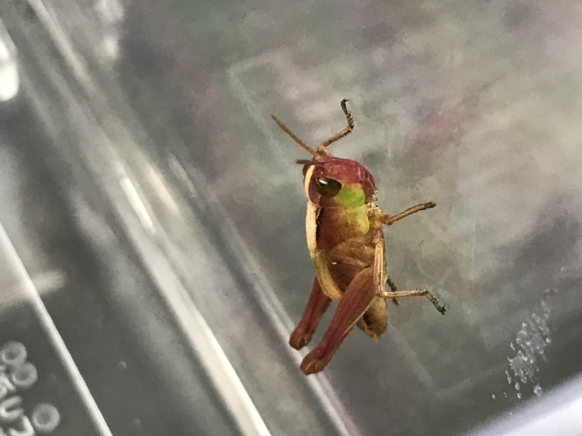 脱皮しても残るピンク色 虫村の日記