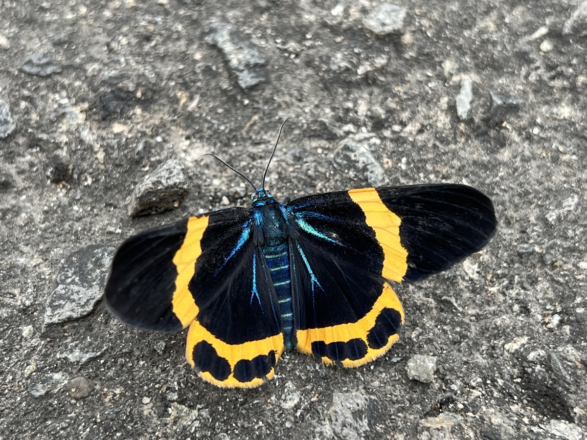 f:id:kazuyo1014:20220116213750j:plain