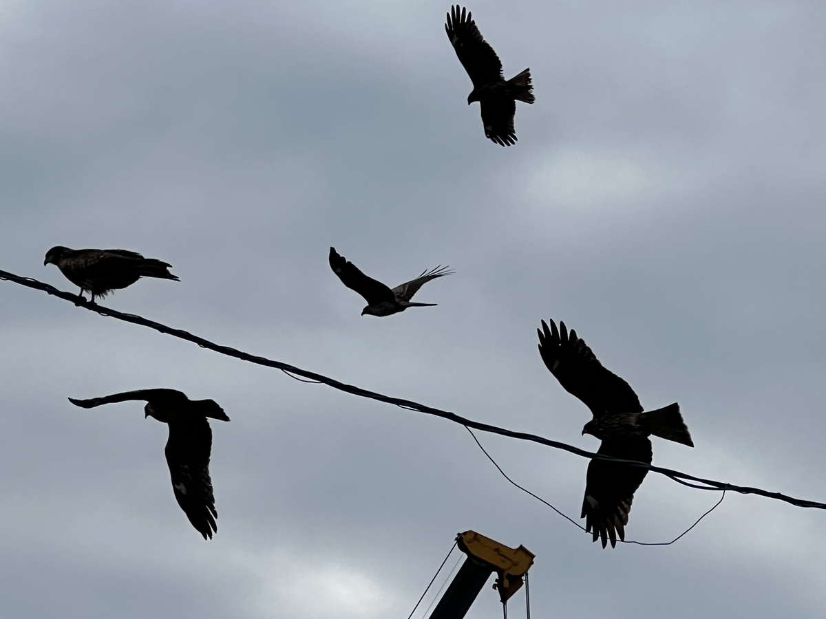 f:id:kazuyo1014:20220122121358j:plain